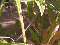 Image of Argentagrion ambiguum (Ris 1904)