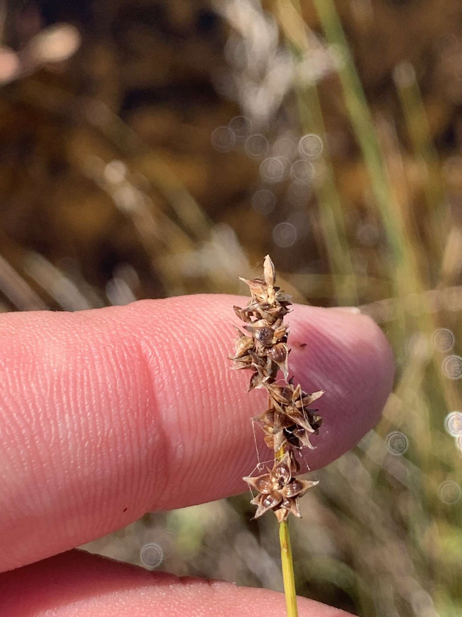 Plancia ëd Carex sterilis Willd.