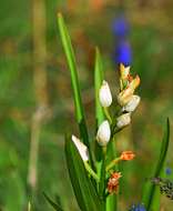 Image of Sword-leaved helleborine