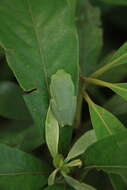 Image of Parachuting frog