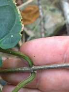 صورة Leichhardtia racemosa (F. Muell. ex Benth.) P. I. Forst.