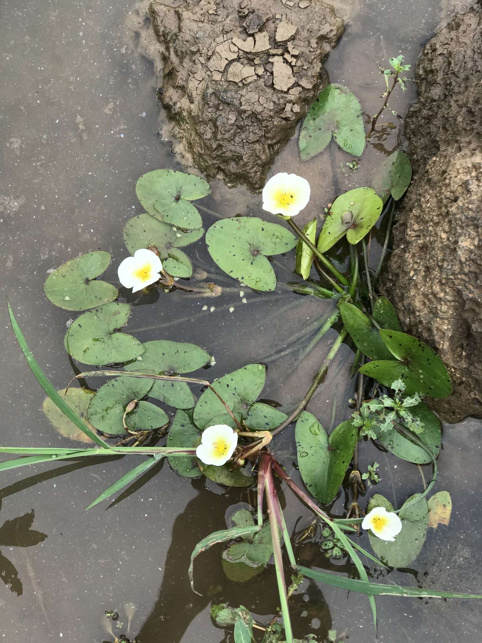 Image of Sagittaria guayanensis subsp. lappula (D. Don) Bogin