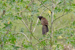 Image of Pheasant Coucal