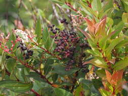 Image of Gaultheria fragrantissima Wall.