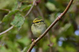 Image of Lemon-rumped Warbler