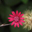 Onoseris purpurata (L. fil.) S. F. Blake resmi