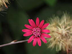 Image of Onoseris purpurata (L. fil.) S. F. Blake