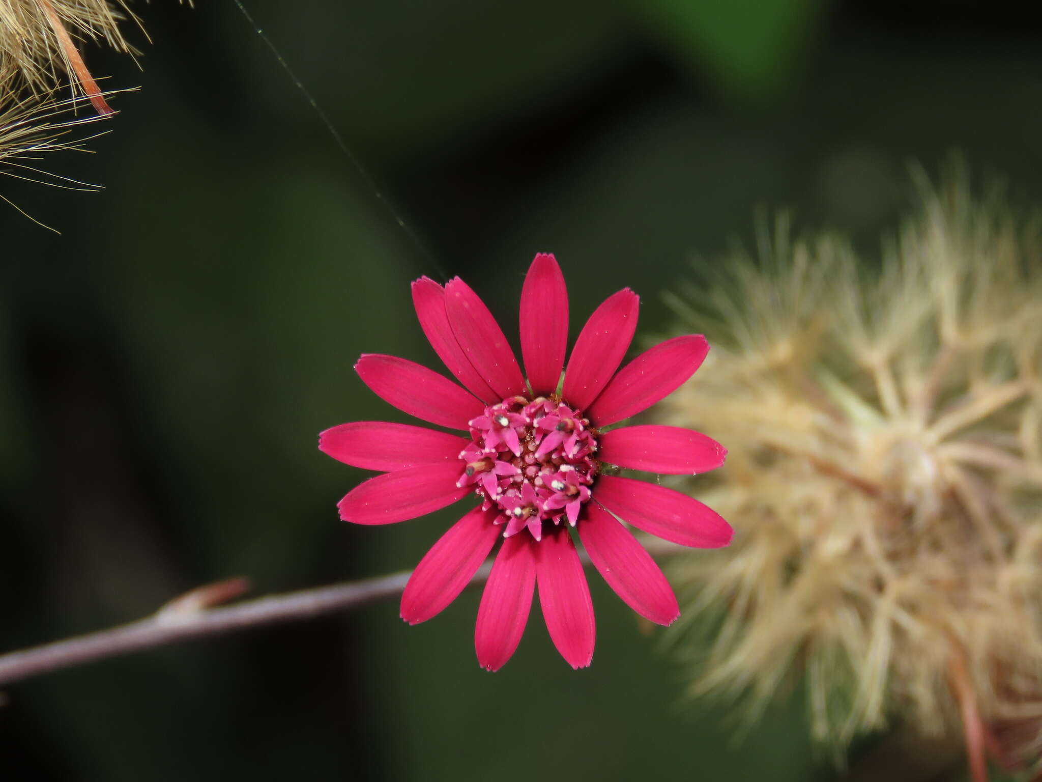 Image of Onoseris purpurata (L. fil.) S. F. Blake