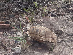 Image of Chilean Tortoise