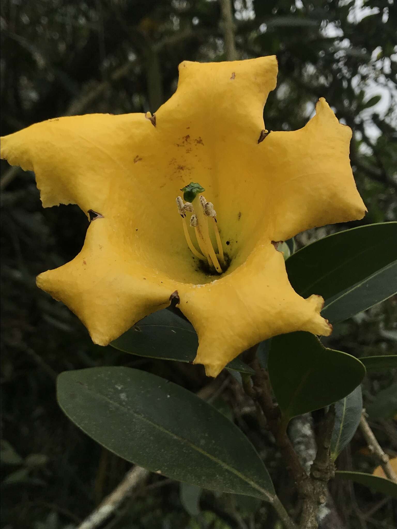 Слика од Schultesianthus coriaceus (O. Kuntze) A. T. Hunziker