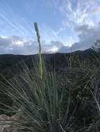 Image of Peninsular beargrass