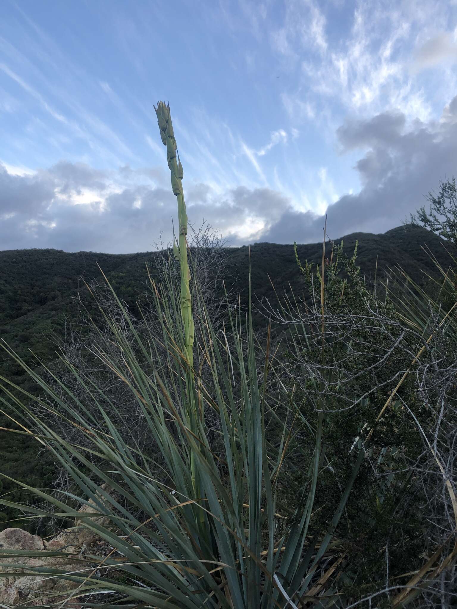 Image of Peninsular beargrass