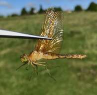 Sympetrum croceolum (Selys 1883) resmi