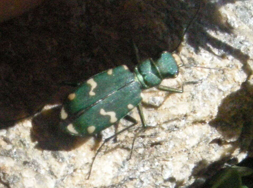 Image of Cicindela (Cicindela) gallica Brullé 1834