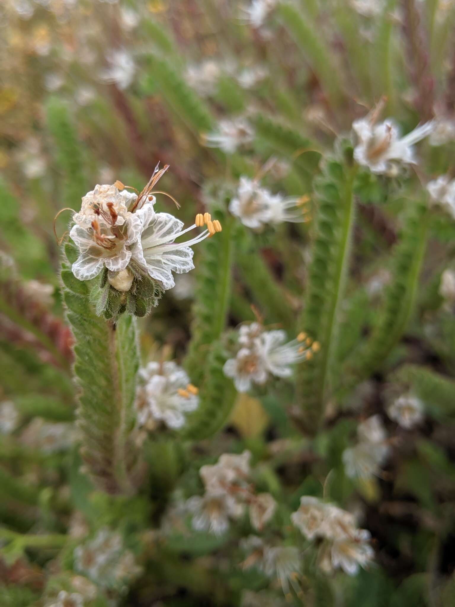 Image of Santa Lucia phacelia