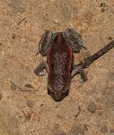 Image of Copper-backed Broodfrog