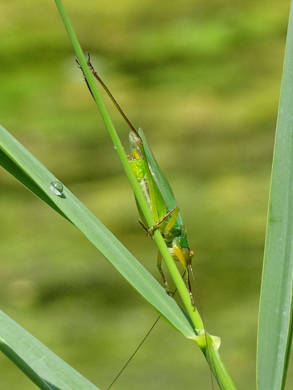 Image of Black-legged Meadow Katydid