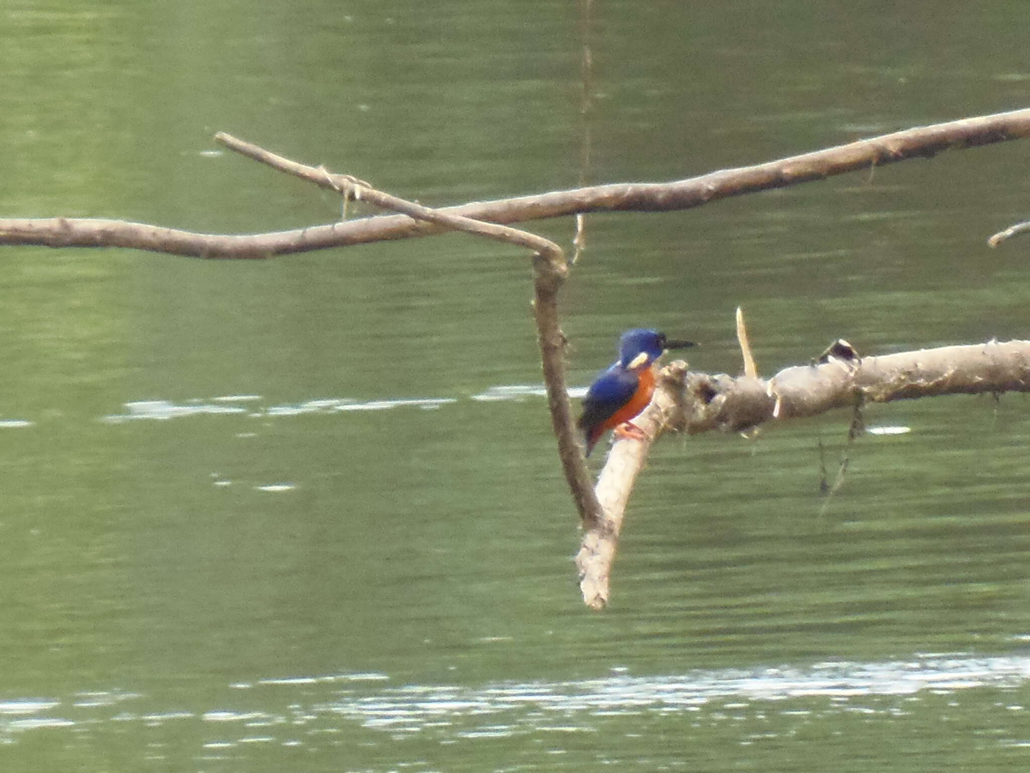 Image of Shining-blue Kingfisher