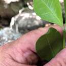 Image of Hodgkinsonia ovatiflora F. Muell.