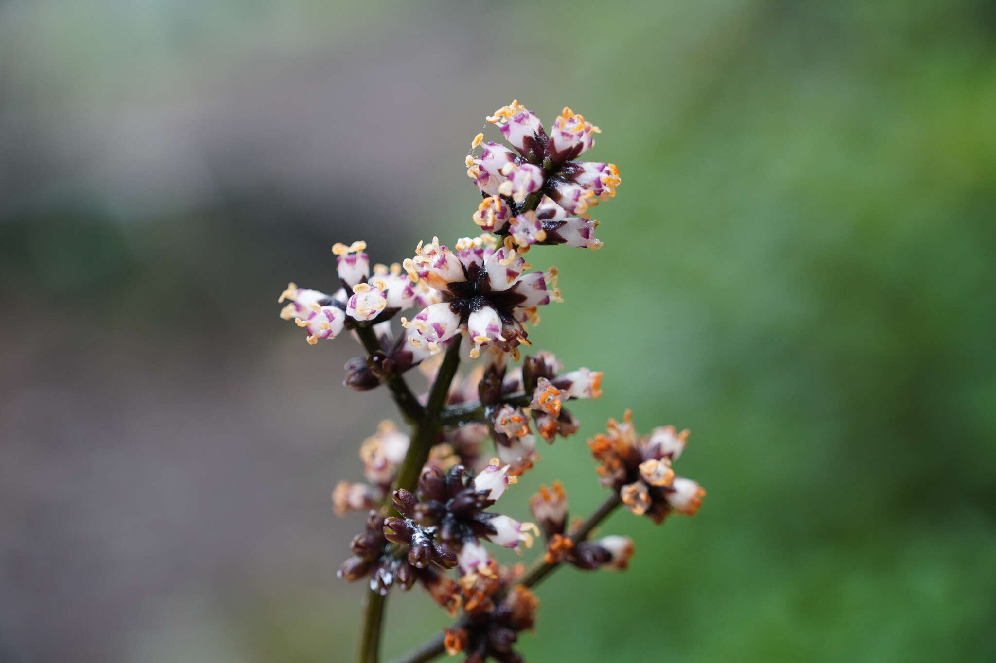 Image of Nuxia verticillata Lam.