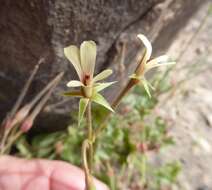 Image of Pelargonium alchemilloides (L.) L'Her. ex Soland.