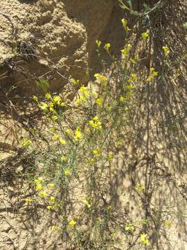 Image of Linaria odora (Bieb.) Fischer