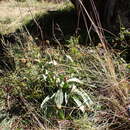 Image of Craspedia sylvestris J. Everett ex N. G. Walsh