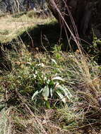 Image of Craspedia sylvestris J. Everett ex N. G. Walsh