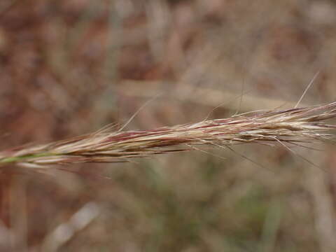 Image of Aristida barbicollis Trin. & Rupr.