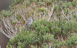 Image of Andean Tit-Spinetail