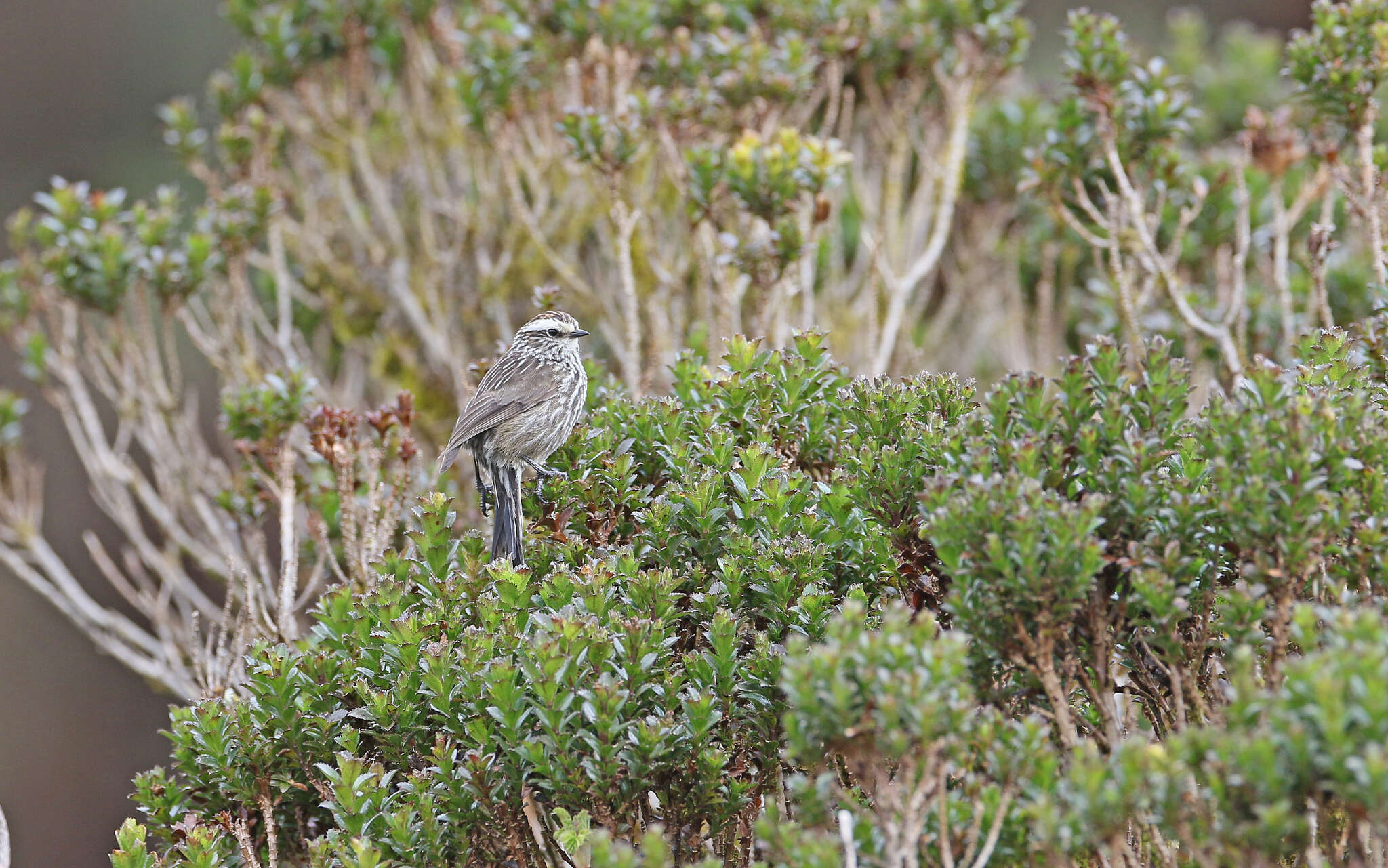 Image of Andean Tit-Spinetail