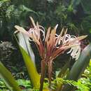 Image of Crinum asiaticum var. sinicum (Roxb. ex Herb.) Baker