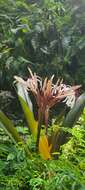 Image of Crinum asiaticum var. sinicum (Roxb. ex Herb.) Baker