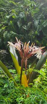 Image of Crinum asiaticum var. sinicum (Roxb. ex Herb.) Baker