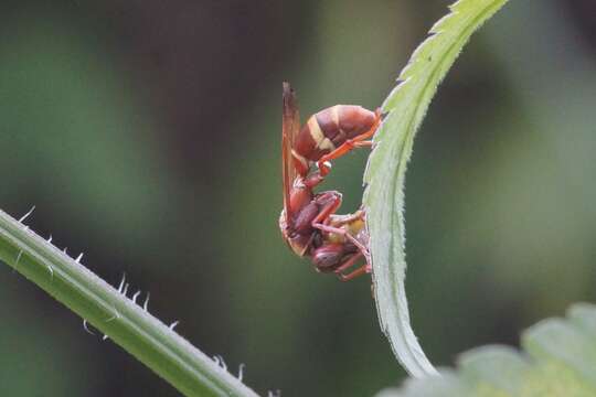 Image of Polistes africanus Pal. de Beauv.