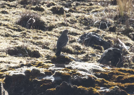 Image of Plain-capped Ground Tyrant