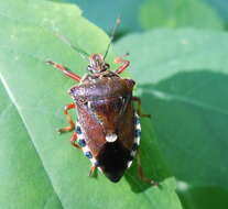 Image of <i>Pinthaeus sanguinipes</i>