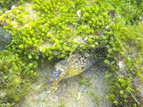Image of Jewel moray