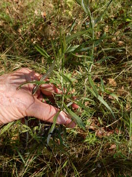 Image of white sagebrush