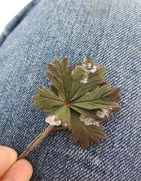 Potentilla collina Wibel resmi