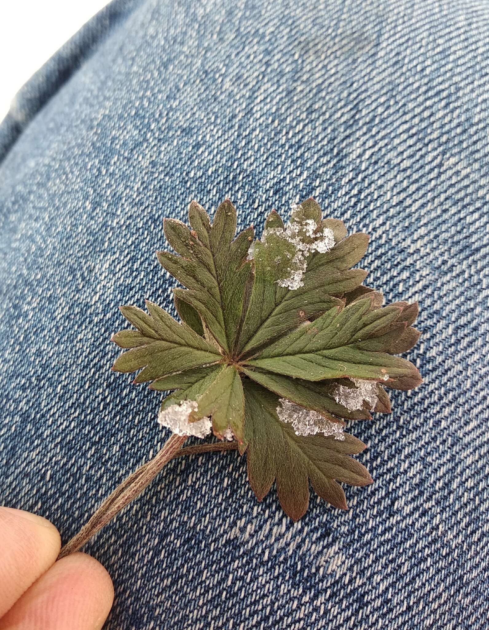 Image of palmleaf cinquefoil