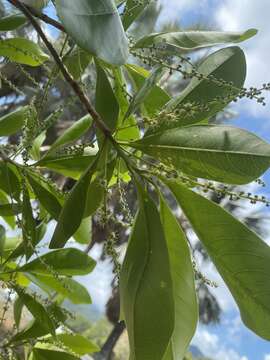 Terminalia microcarpa Decne.的圖片