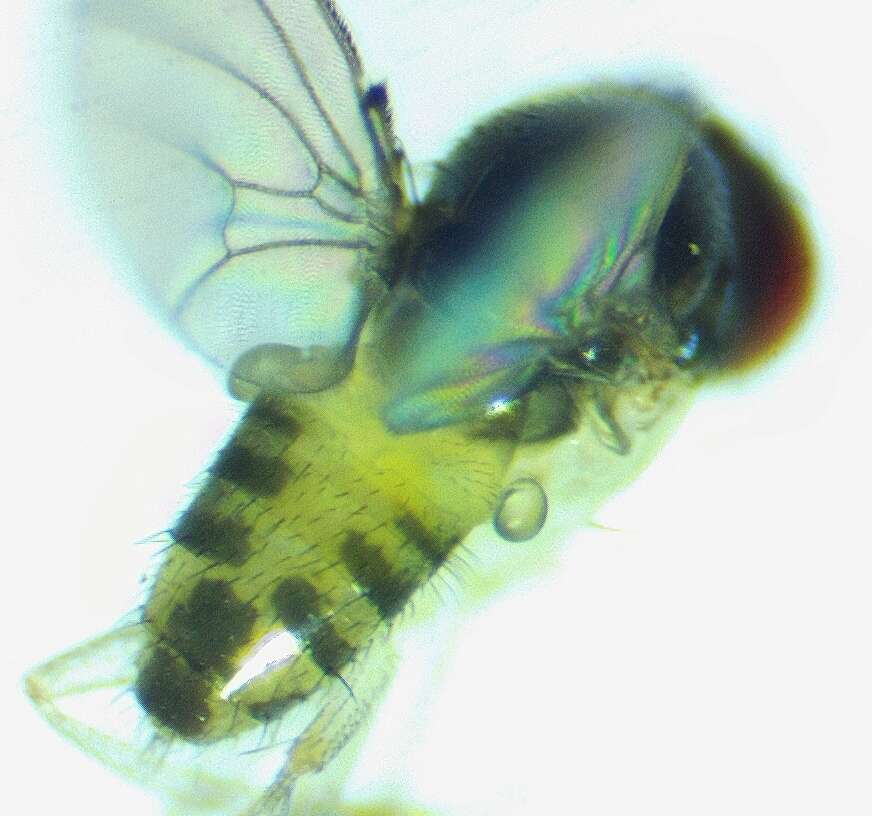 Image of Mycodrosophila dimidiata (Loew 1862)