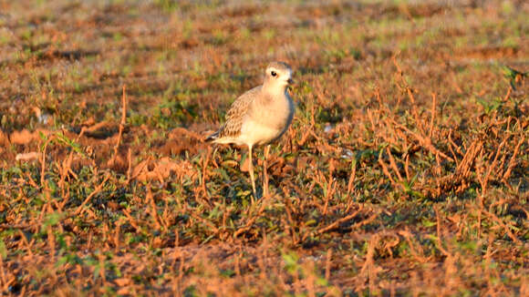 Charadrius veredus Gould 1848 resmi