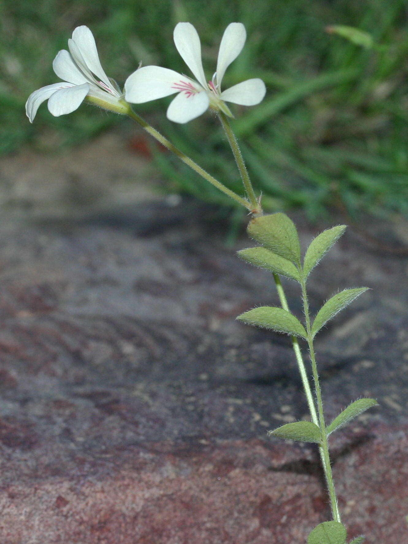 Image of Pelargonium pinnatum (L.) L'Her.