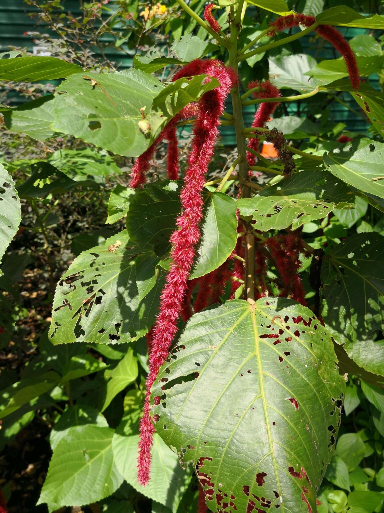 Image of love-lies-bleeding