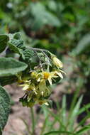 Image of ornamental nightshade