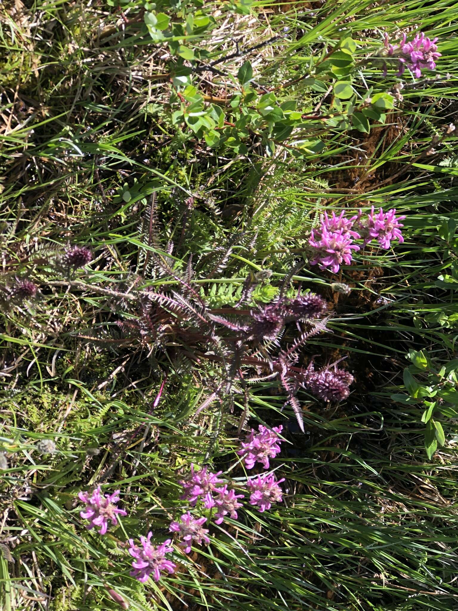 Image of Rocky Mountain Lousewort