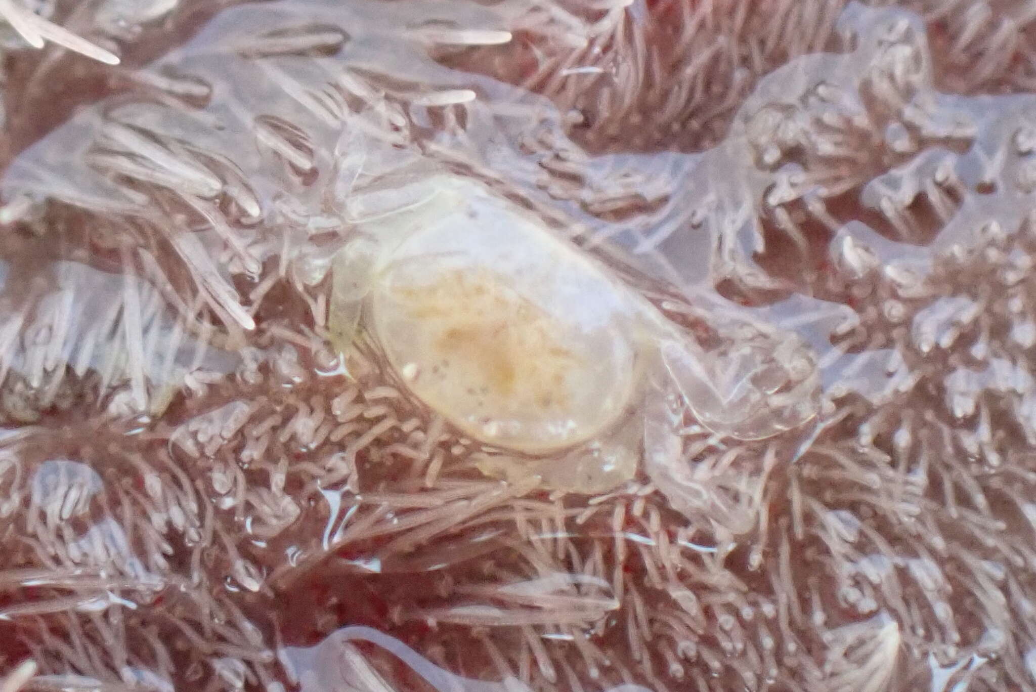 Image of sand-dollar pea crab