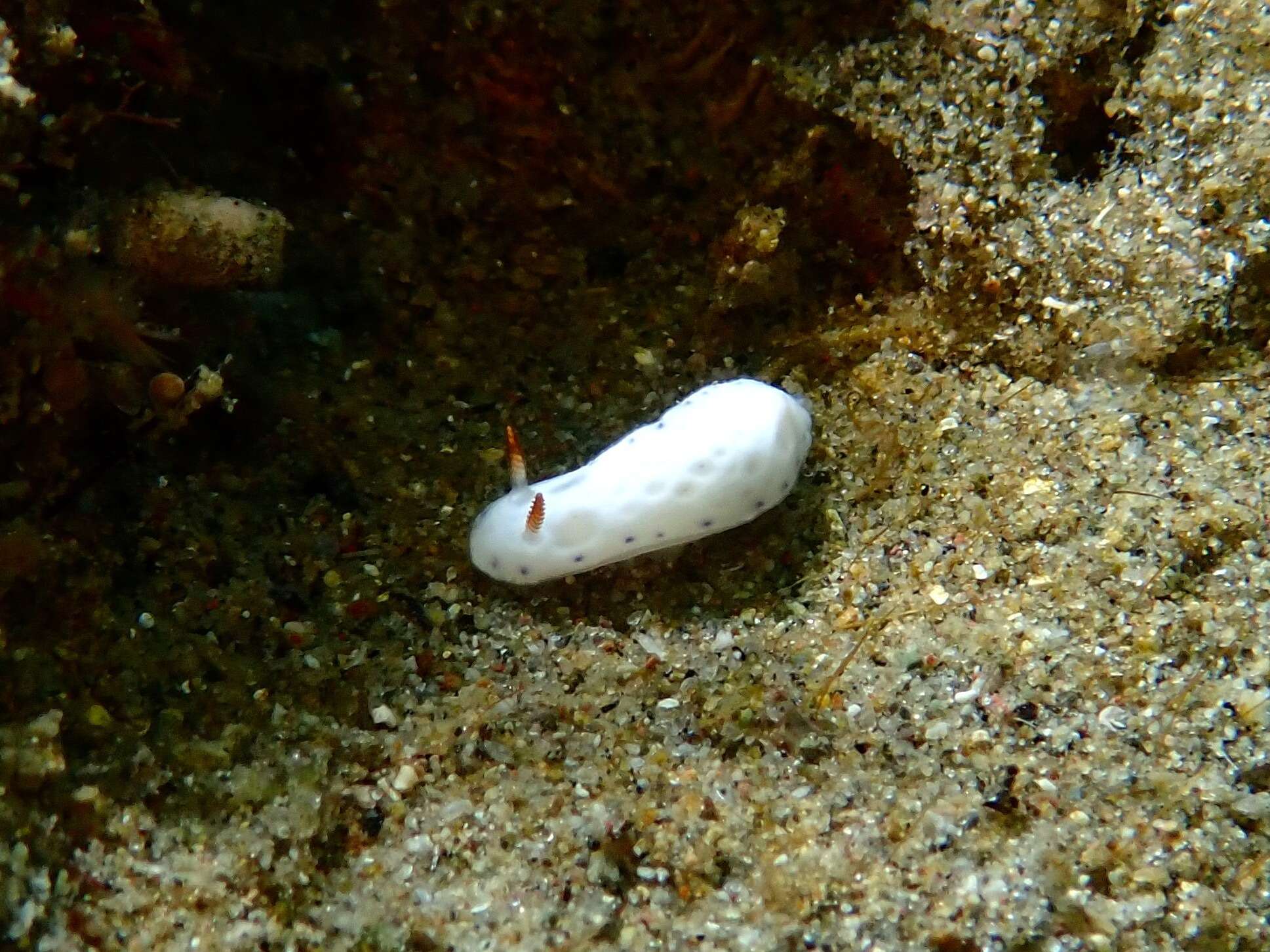 Sivun Hypselodoris lacuna Gosliner & R. F. Johnson 2018 kuva